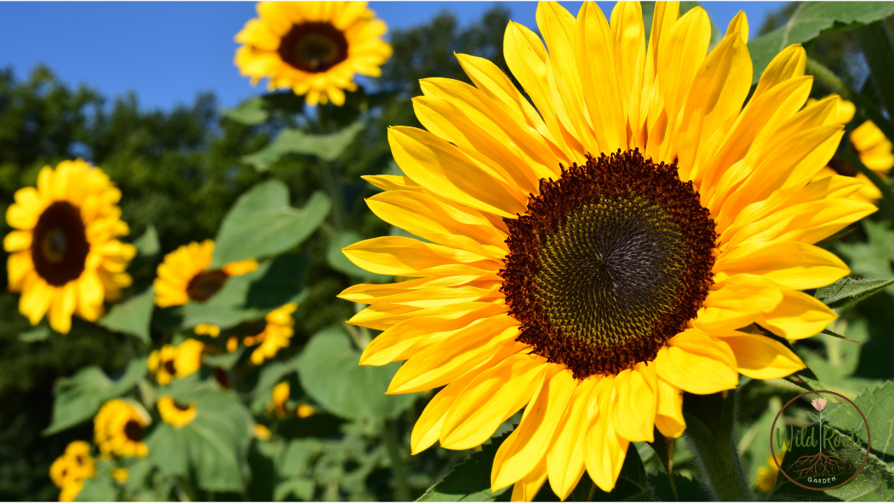 When is the Best Time to Plant Sunflowers in Florida 2 when is the best time to plant sunflowers in florida