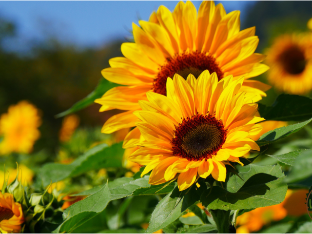 When is the Best Time to Plant Sunflowers in Florida