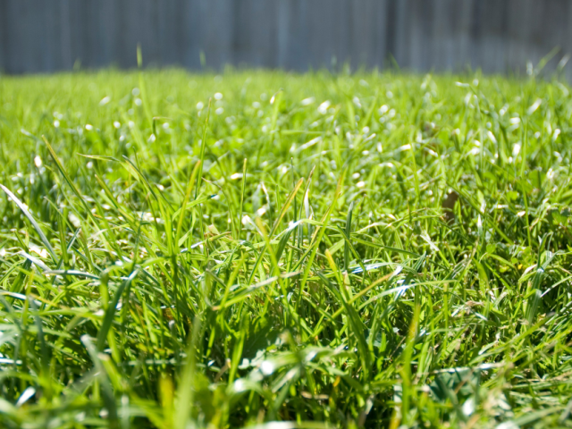 Best Time to Plant Bermuda Grass Seed in Florida