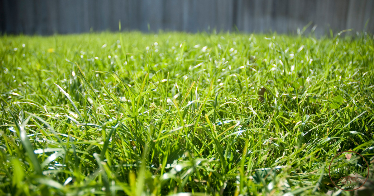 Best Time to Plant Bermuda Grass Seed in Florida