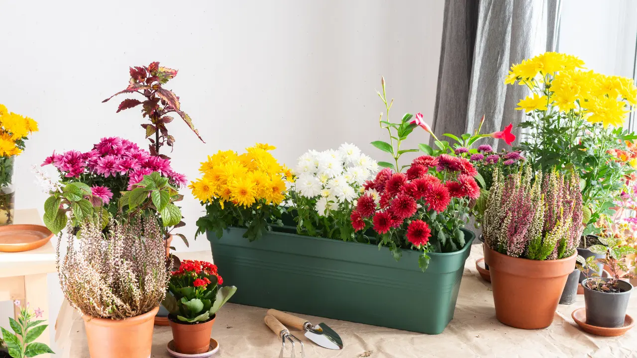 Bloom All Year Long: The Best Flower Bed Plants in Florida for Stunning Landscapes
