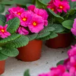 Flower Gardening in Florida for Beginners