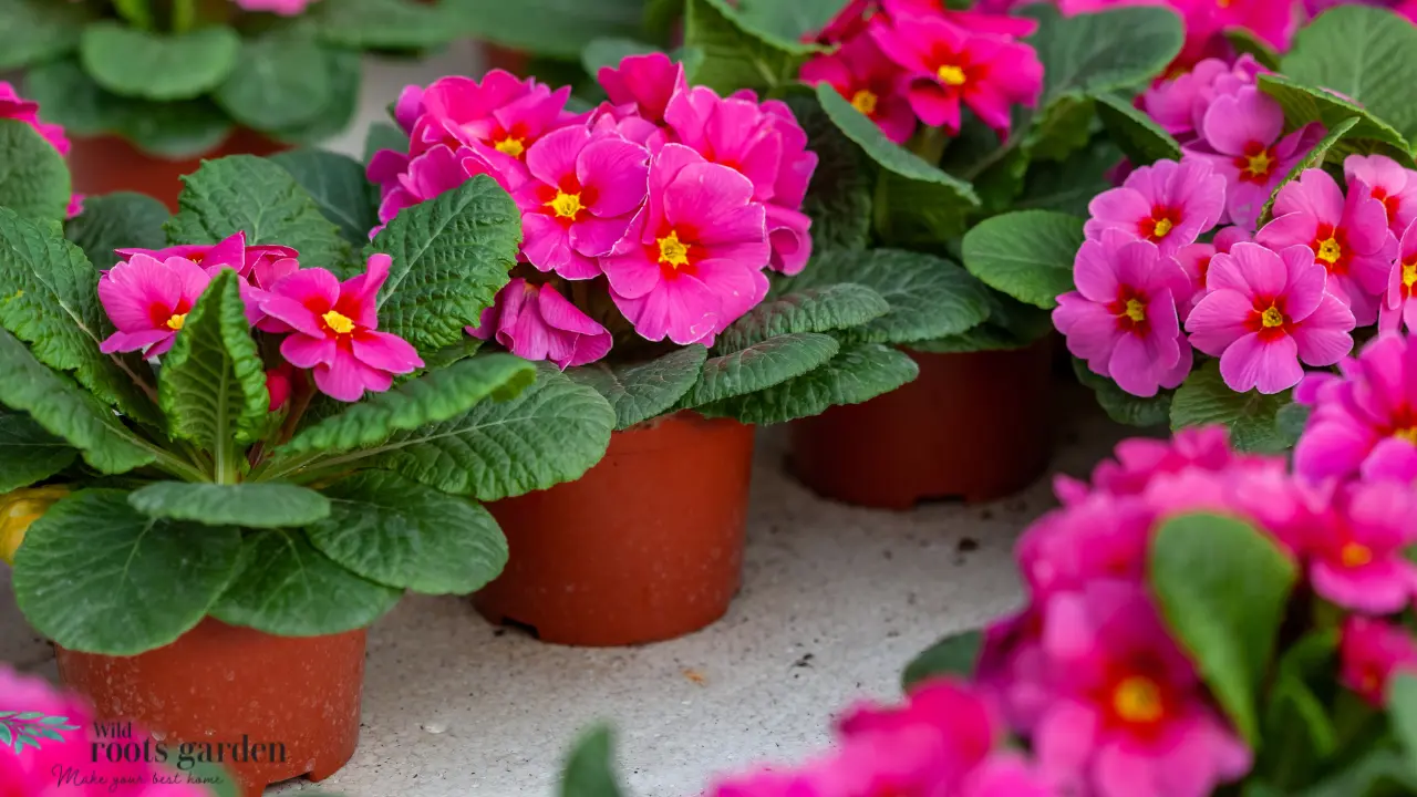 Flower Gardening in Florida for Beginners