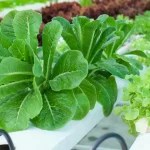 Best Indoor Hydroponic Gardens in Florida: Top Picks for 2025 and Beyond