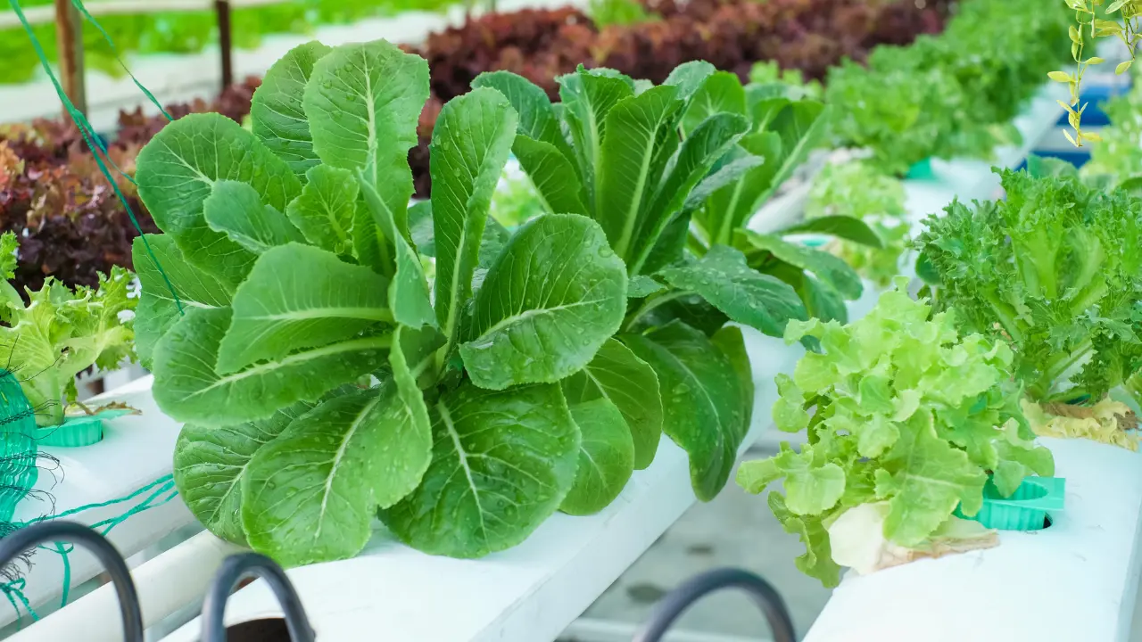 Best Indoor Hydroponic Gardens in Florida: Top Picks for 2025 and Beyond
