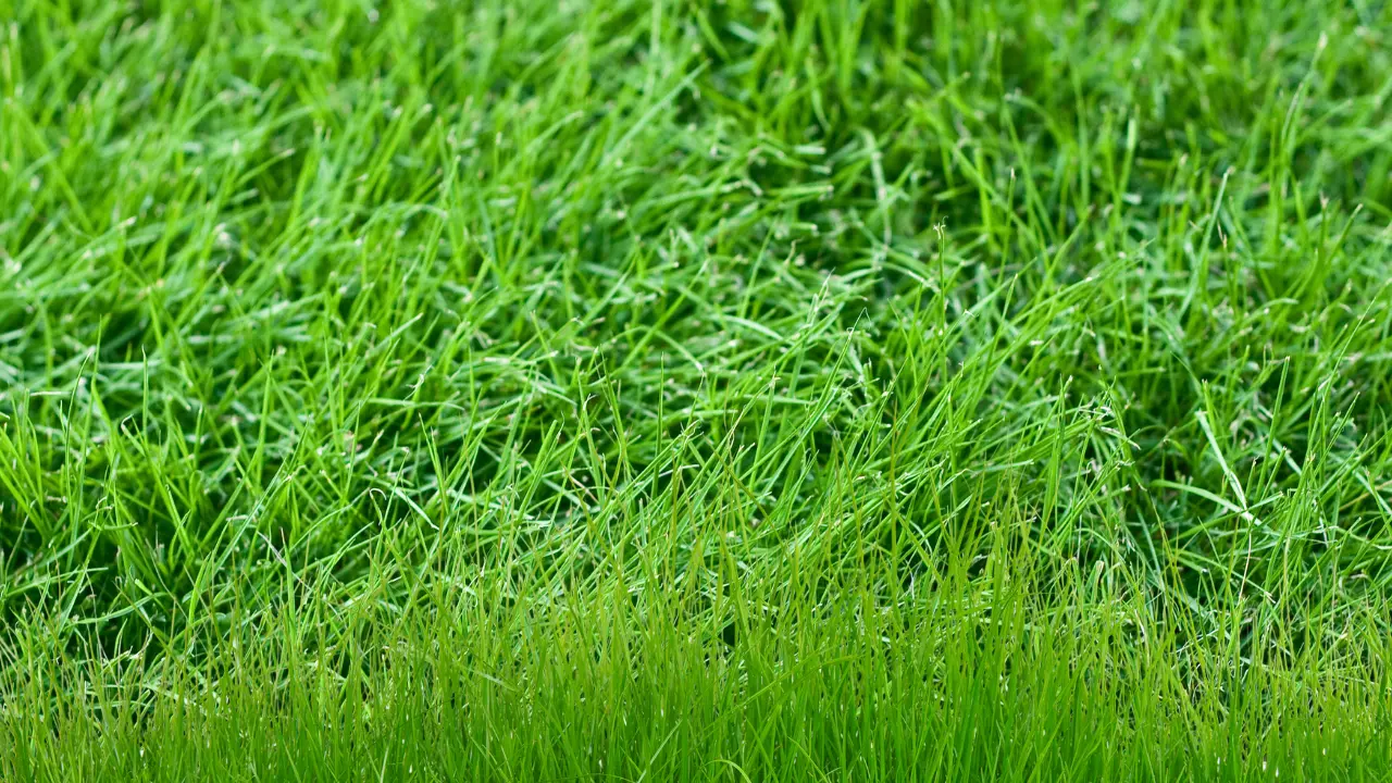 What is the fastest growing grass seed for Florida?