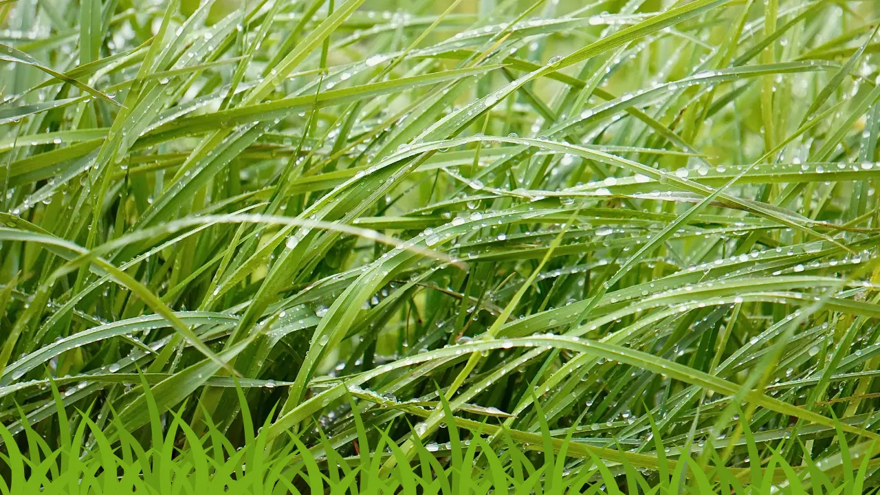 Best Time to Water Grass in Florida in Winter: A Complete Guide to Lush Lawn Care