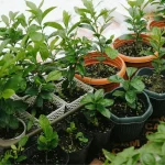 Best Low-Maintenance Outdoor Potted Plants for Florida Sun