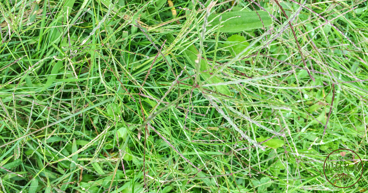 Best Time to Plant Bermuda Grass Seed in Florida 2 Best Time to Plant Bermuda Grass Seed in Florida