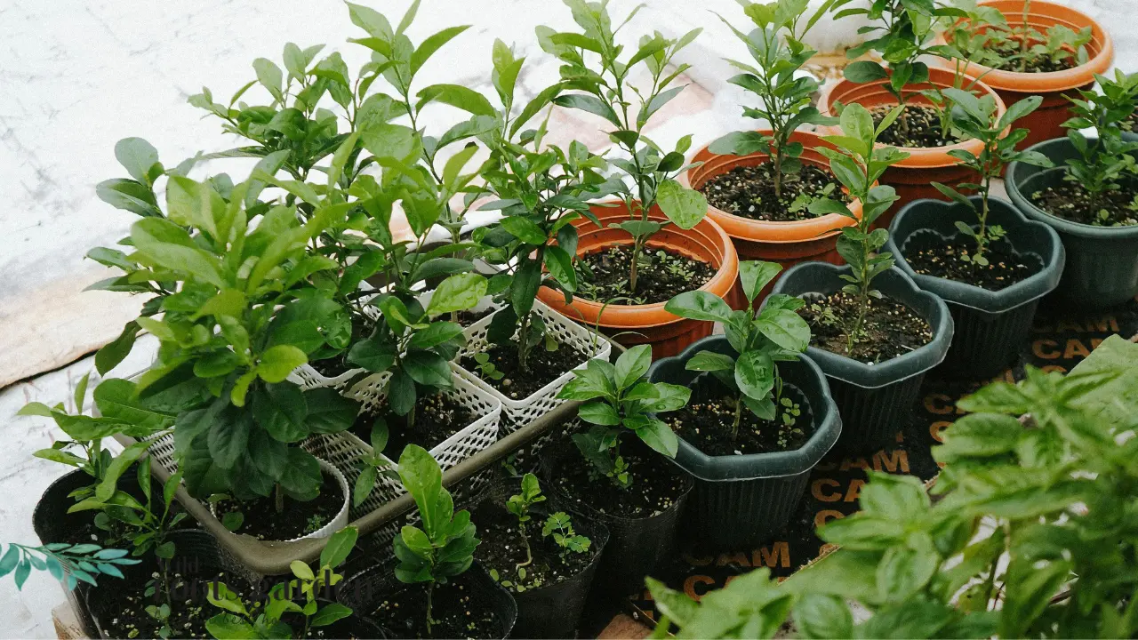 Best Low-Maintenance Outdoor Potted Plants for Florida Sun