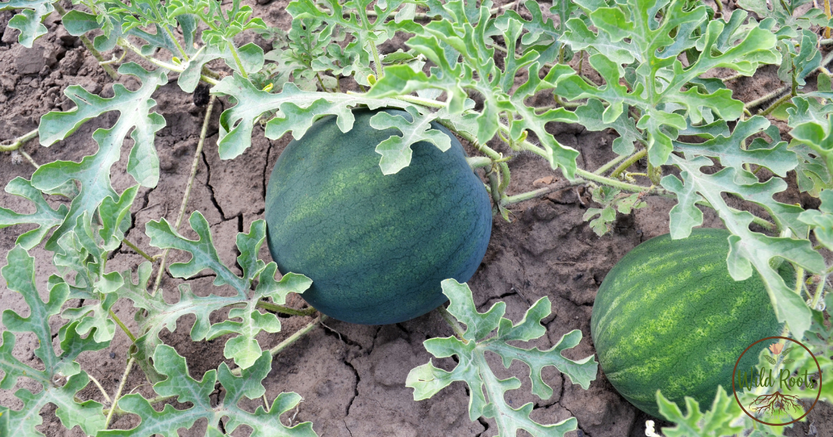 Best Time to Grow Watermelon in Florida&rsquo;s Sunshine