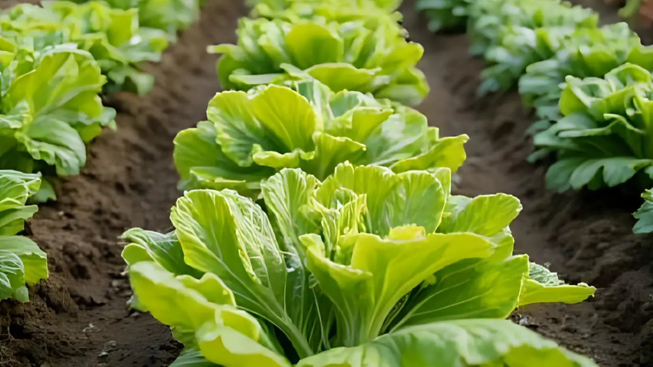 Best Vegetables to Plant in September for Fresh Harvest