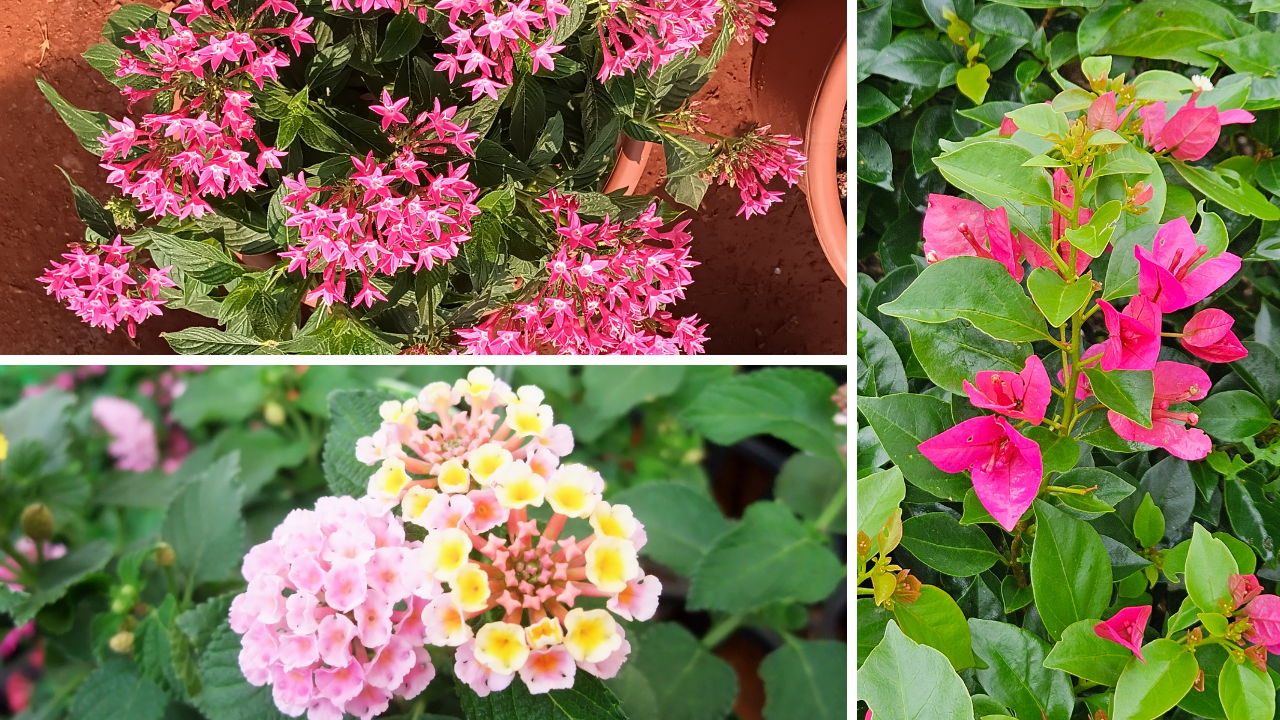 Best Potted Plants for Full Sun Florida