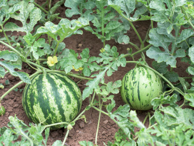Best Time to Grow Watermelon in Florida’s Sunshine