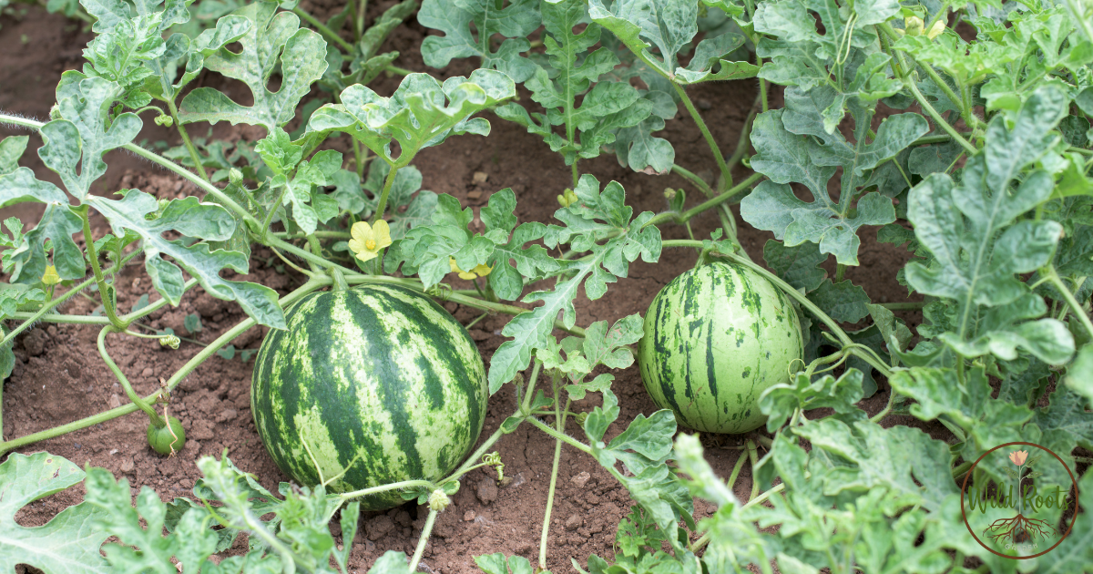 Best Time to Grow Watermelon in Florida’s Sunshine