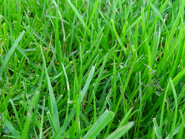 The Best Time to Plant Bahia Grass in Florida: Your Ultimate Guide to a Thriving Lawn