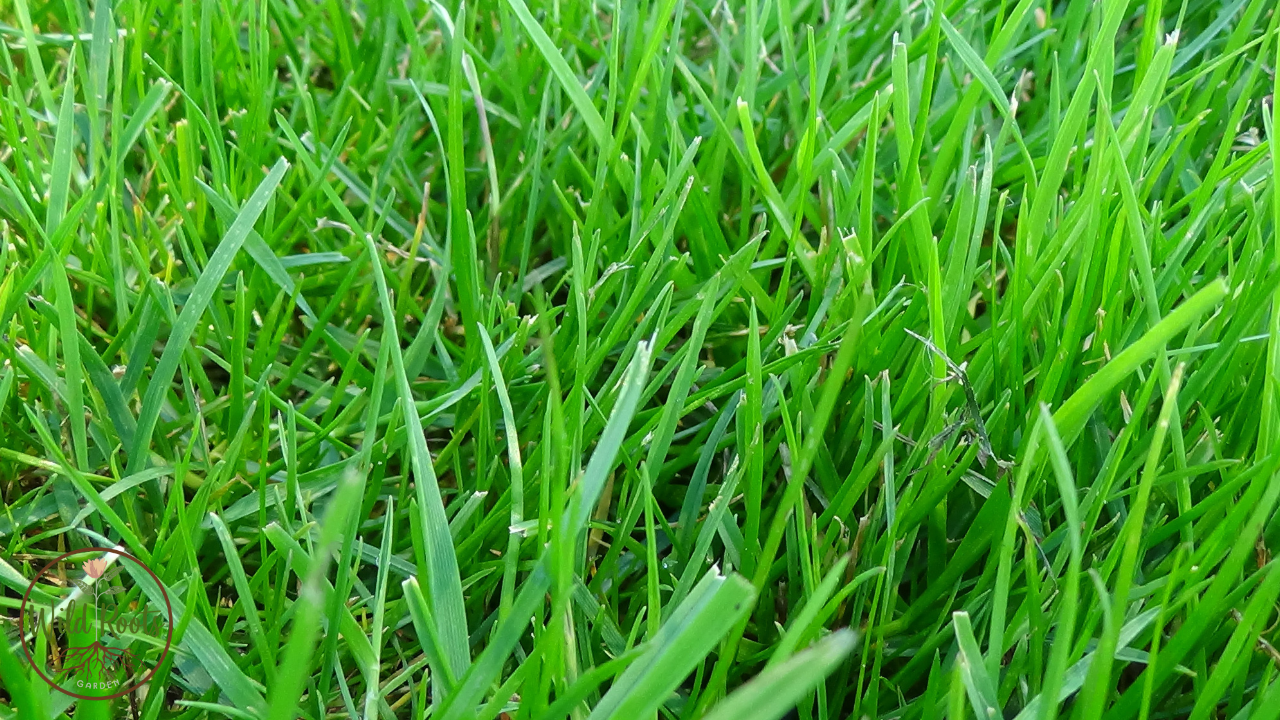 The Best Time to Plant Bahia Grass in Florida