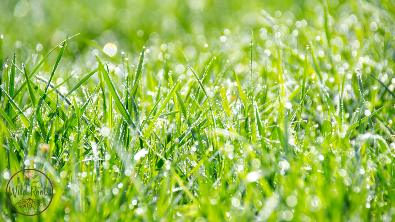 The Best Time to Plant Bahia Grass in Florida