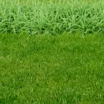 Best Time of Year to Plant Grass in Florida: A Comprehensive Guide