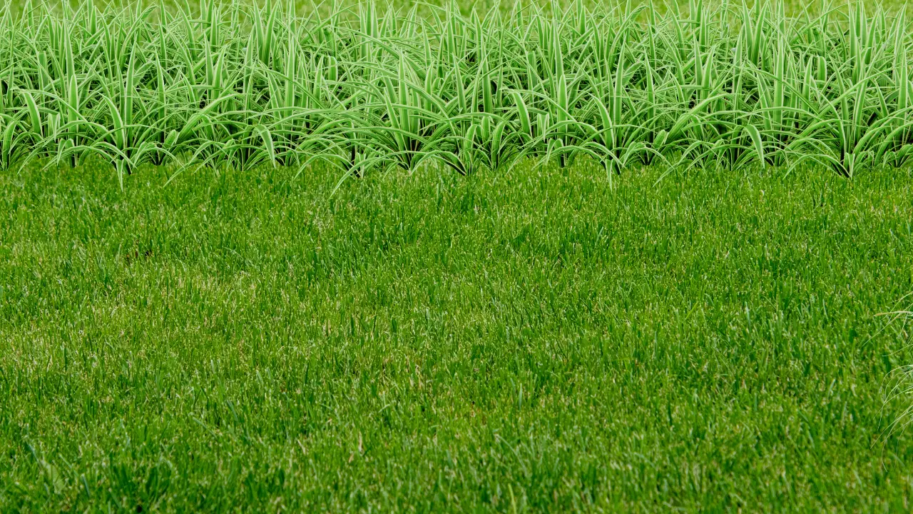 Best Time of Year to Plant Grass in Florida: A Comprehensive Guide