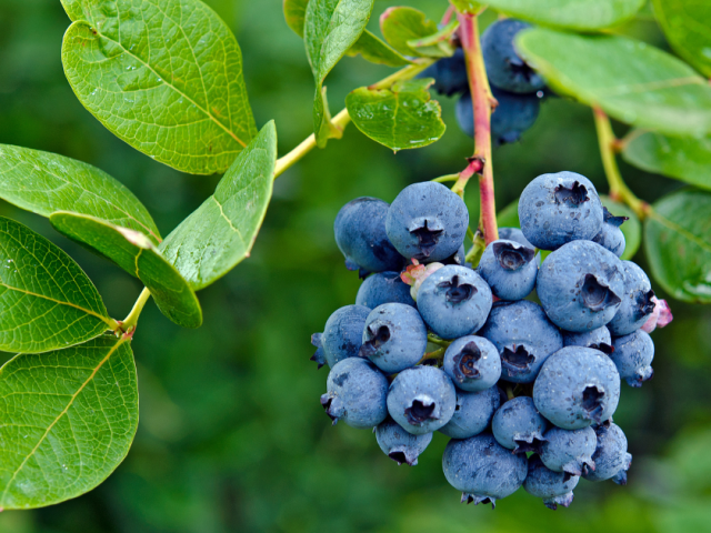 The Best Time to Plant Blueberries in Florida