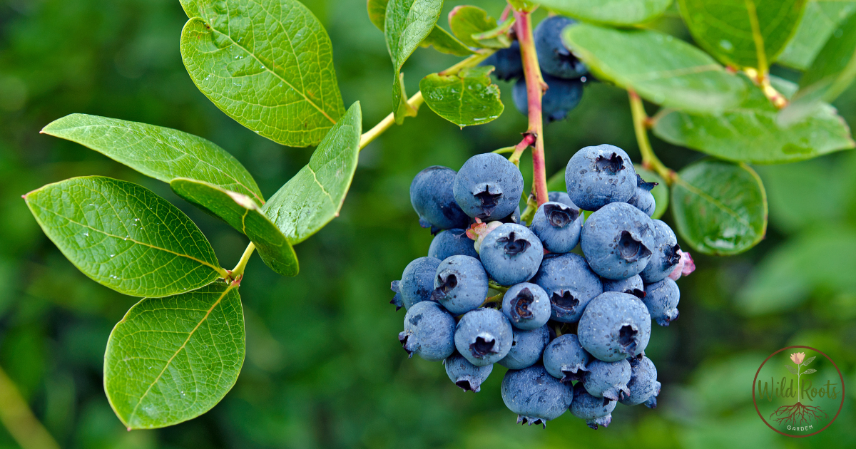 The Best Time to Plant Blueberries in Florida