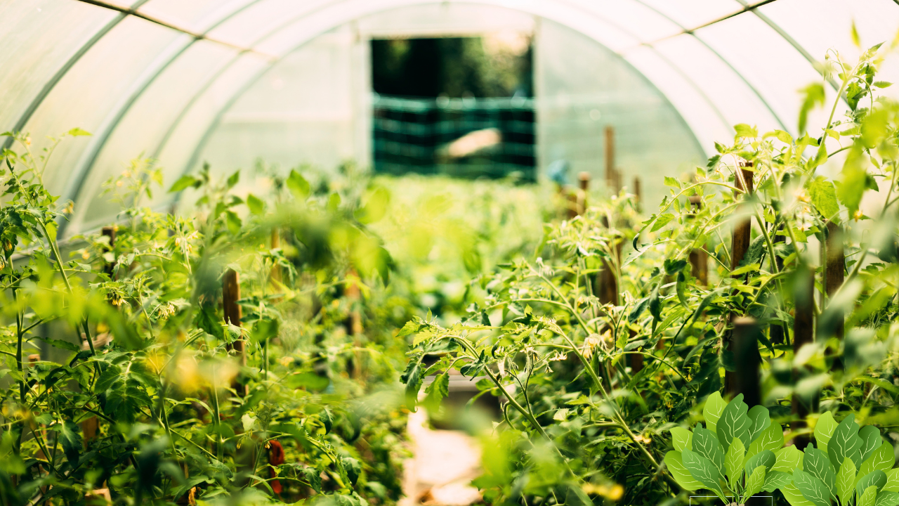 Best Vegetables to Grow in Florida Right Now 4 Best Vegetables to Grow in Florida Right Now