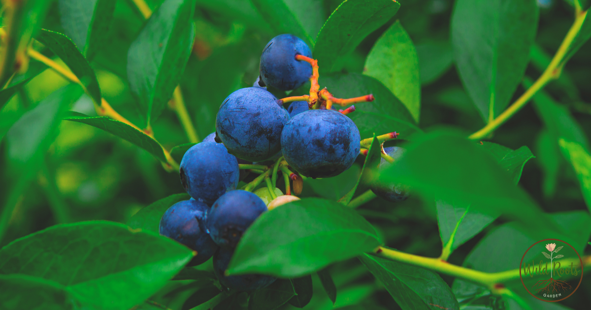 The Best Time to Plant Blueberries in Florida 2 The Best Time to Plant Blueberries in Florida