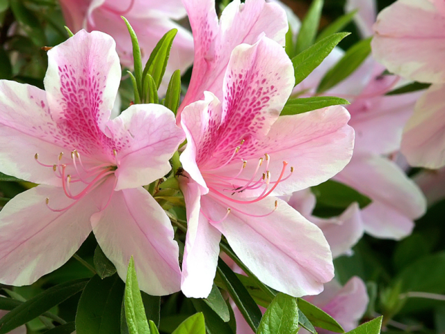 Best Time to Plant Azaleas in Florida for Success