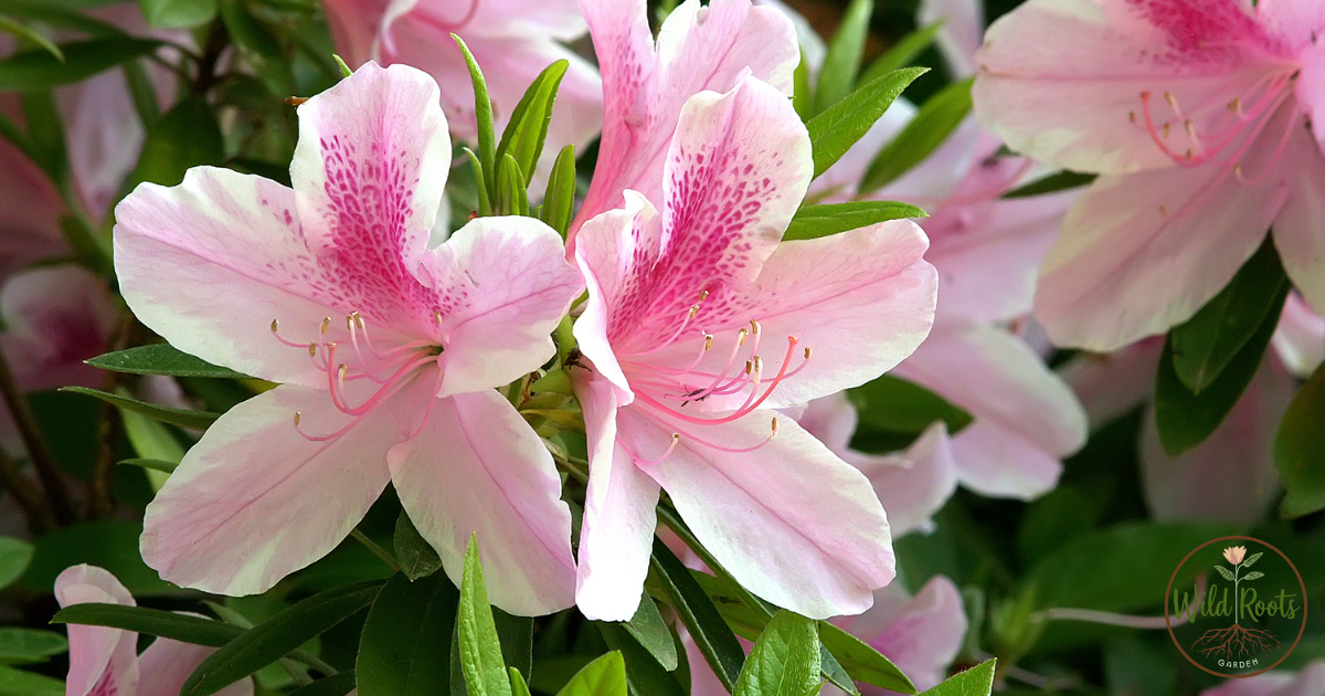 Best Time to Plant Azaleas in Florida for Success