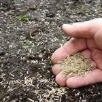 5 Best Bermuda Grass Seed for Florida: Your Ultimate Guide to a Lush, Drought-Tolerant Lawn in 2025