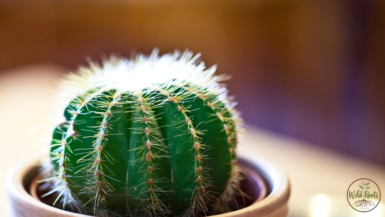 How to Care for a Cactus: A Grower's Complete Guide 2 How to Care for a Cactus