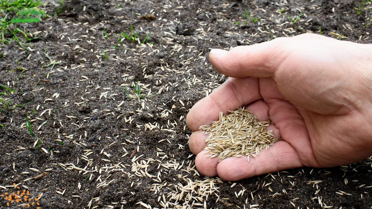 5 Best Bermuda Grass Seed for Florida: Your Ultimate Guide to a Lush, Drought-Tolerant Lawn in 2025