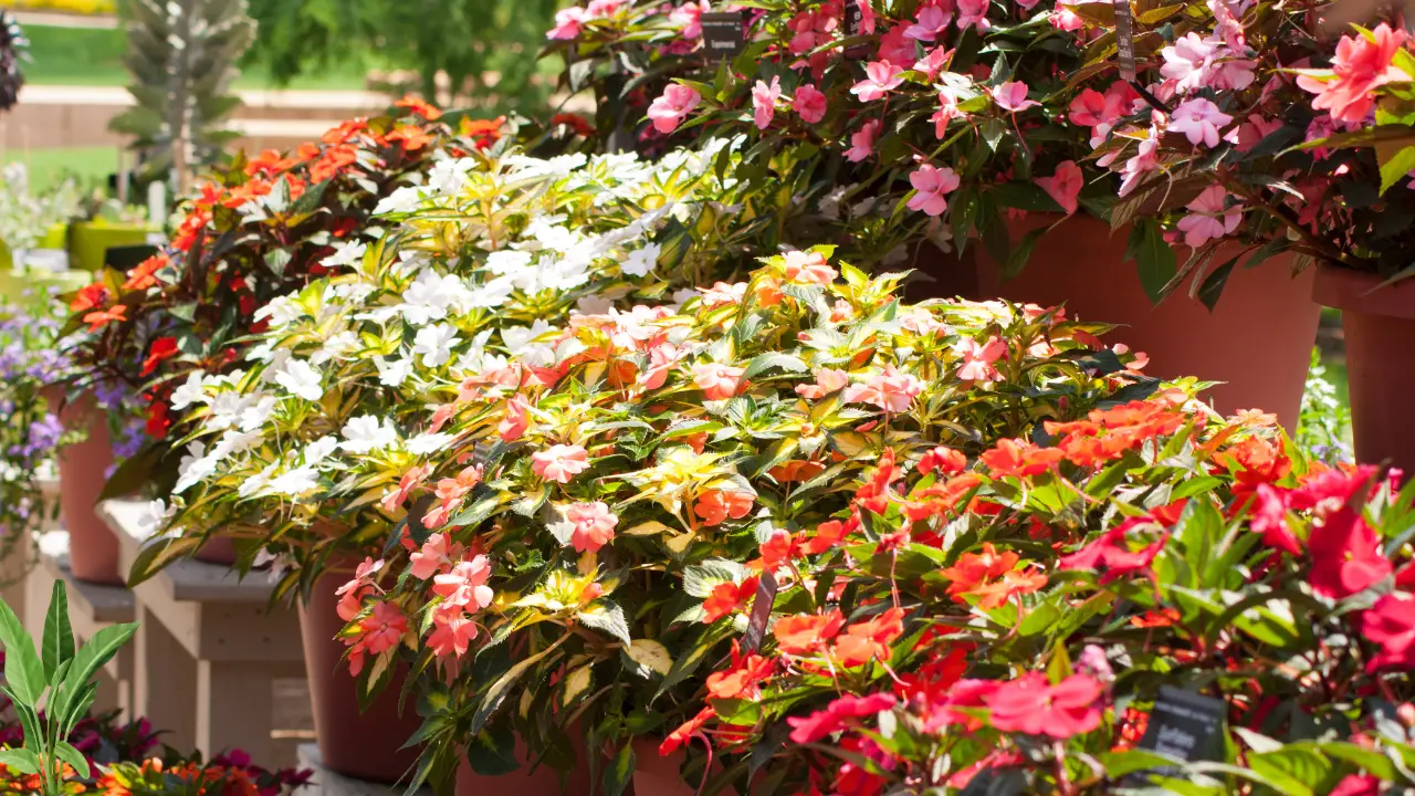 Best Plants for Planters in Florida: A Guide to Thriving Container Gardens