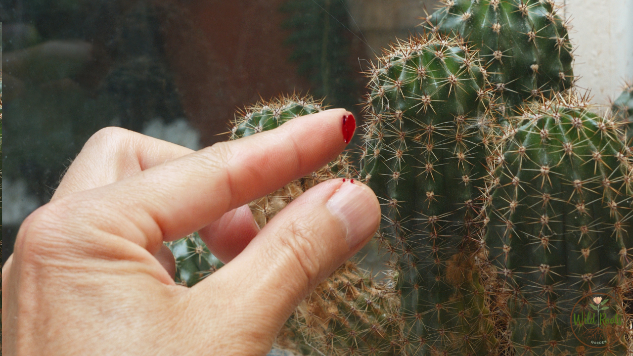 What Happens If You Touch a Cactus? (Full Guide) 6 What Happens If You Touch a Cactus