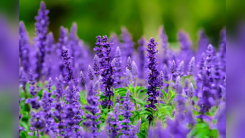 beginner guide to planting salvia in florida full sun