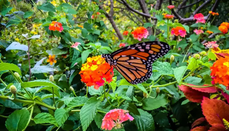 best butterfly attracting plants in florida