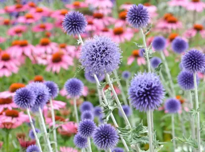 best colorful plants for florida garden