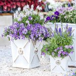 best container plants for southwest florida