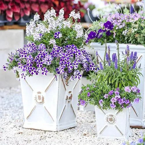 best container plants for southwest florida