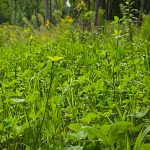 best crop for deer to plant in florida in august