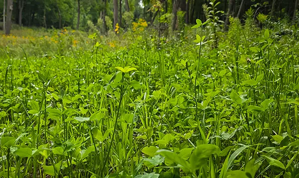 best crop for deer to plant in florida in august