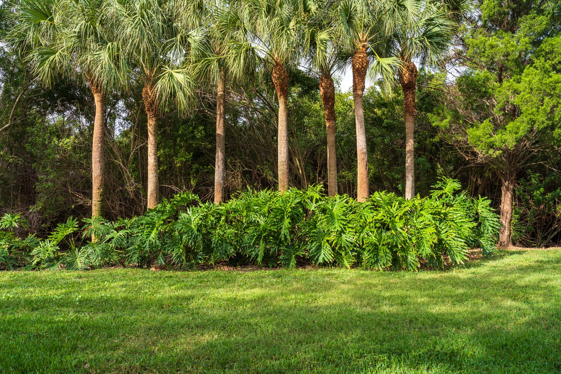 best deciduous trees to plant in florida 1