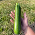 best disease resistant zuchini plants for florida