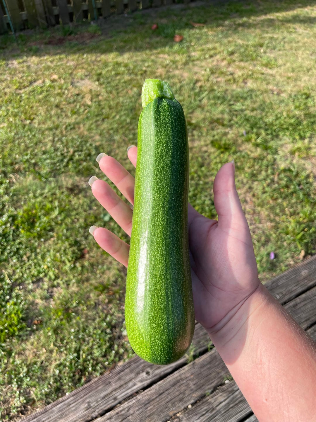 best disease resistant zuchini plants for florida