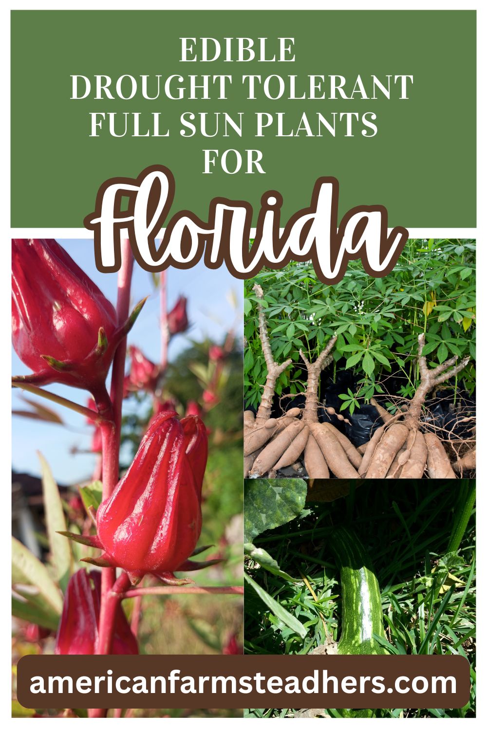best drought resistant plants for central florida