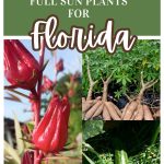 best drought resistant plants in florida