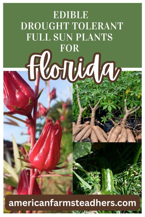 Best Drought Resistant Plants in Florida: Top Picks for Lush Gardens