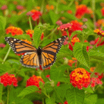 best florida fall winter plants for bees butterflies and hummingbirds