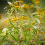 best florida native plants for birds